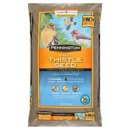 Thistle Seed A67713
