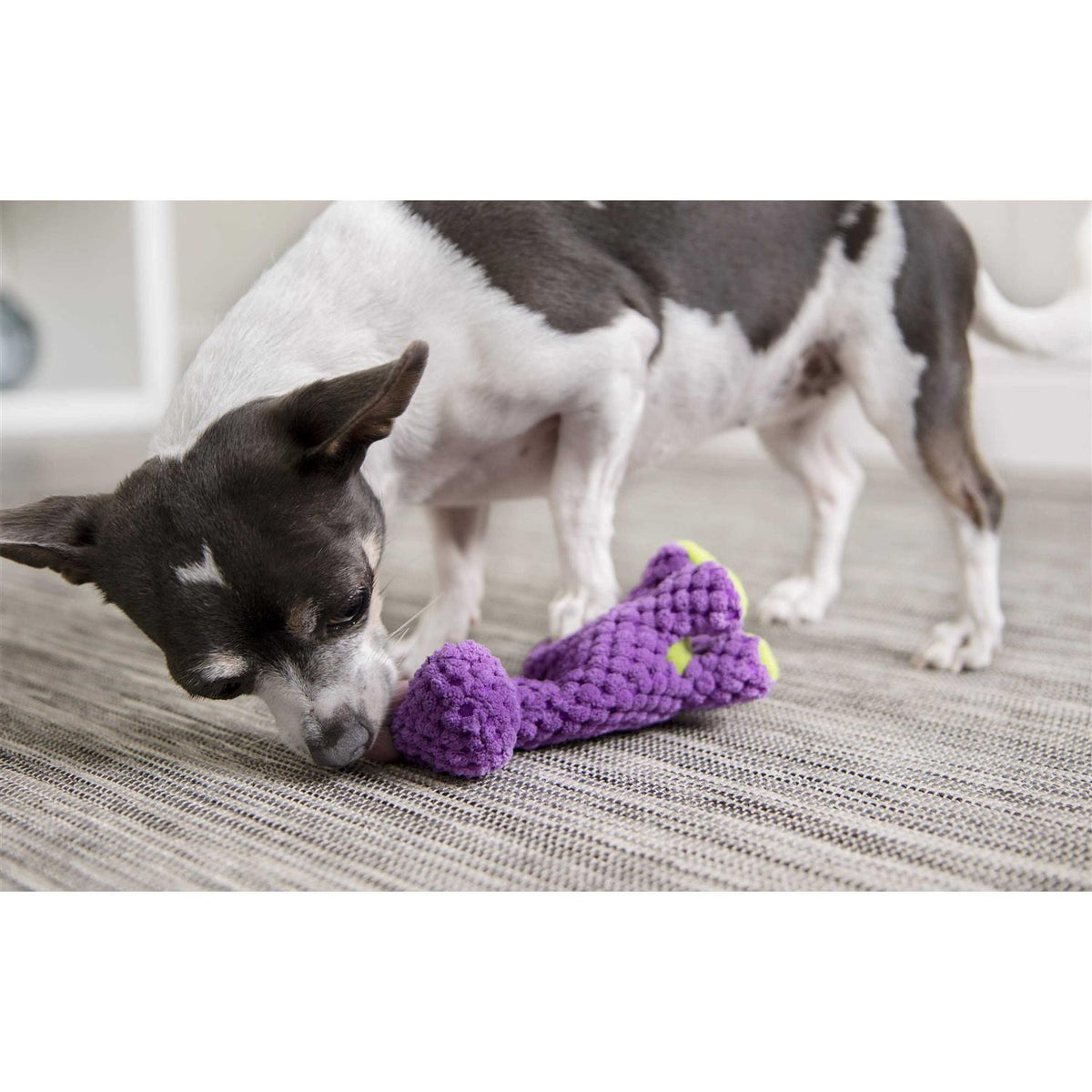 Squeaky Plush Dog Toy U80124