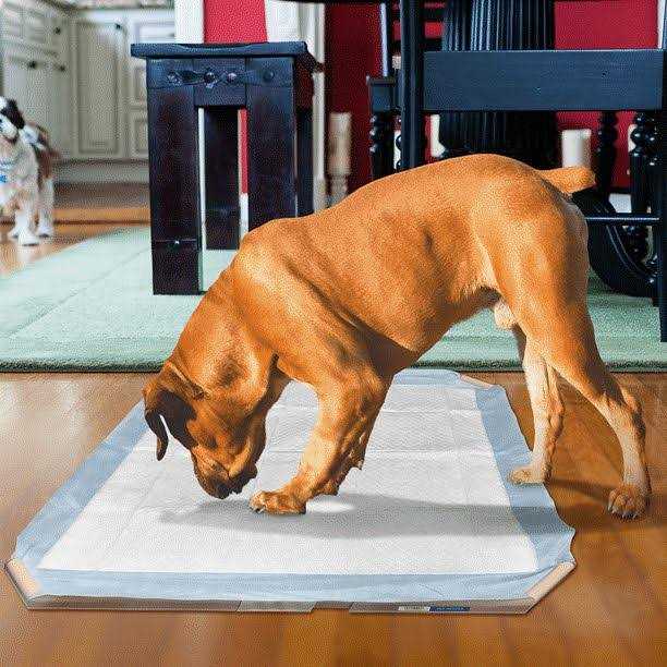 Dog Pad Holder Portable Tray C8430