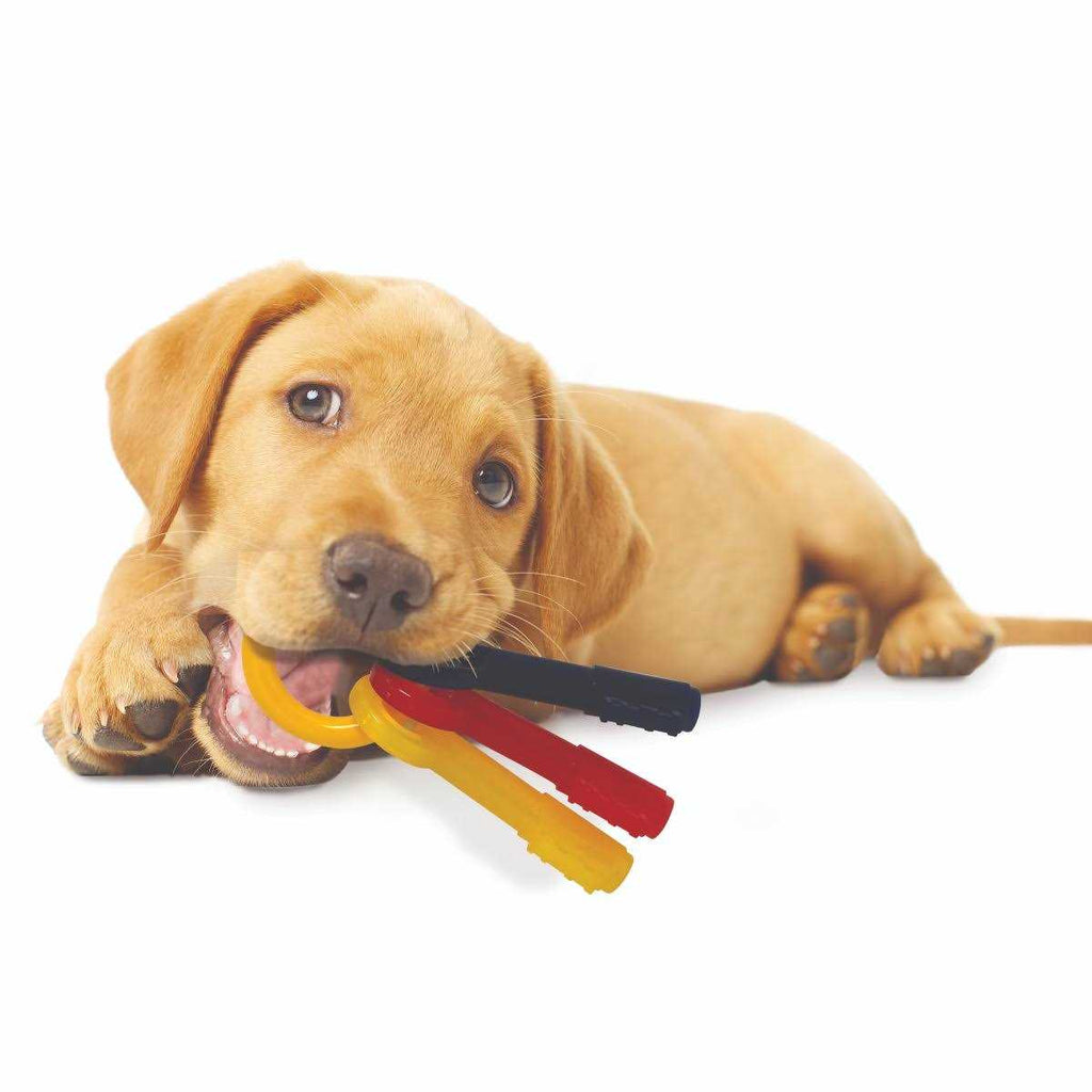 Puppy Chew Teething Keys N566