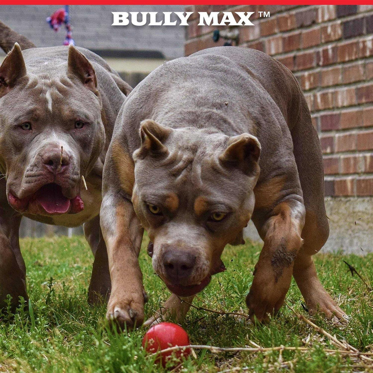 Dog Ball Toy for Aggressive Chewers I91542