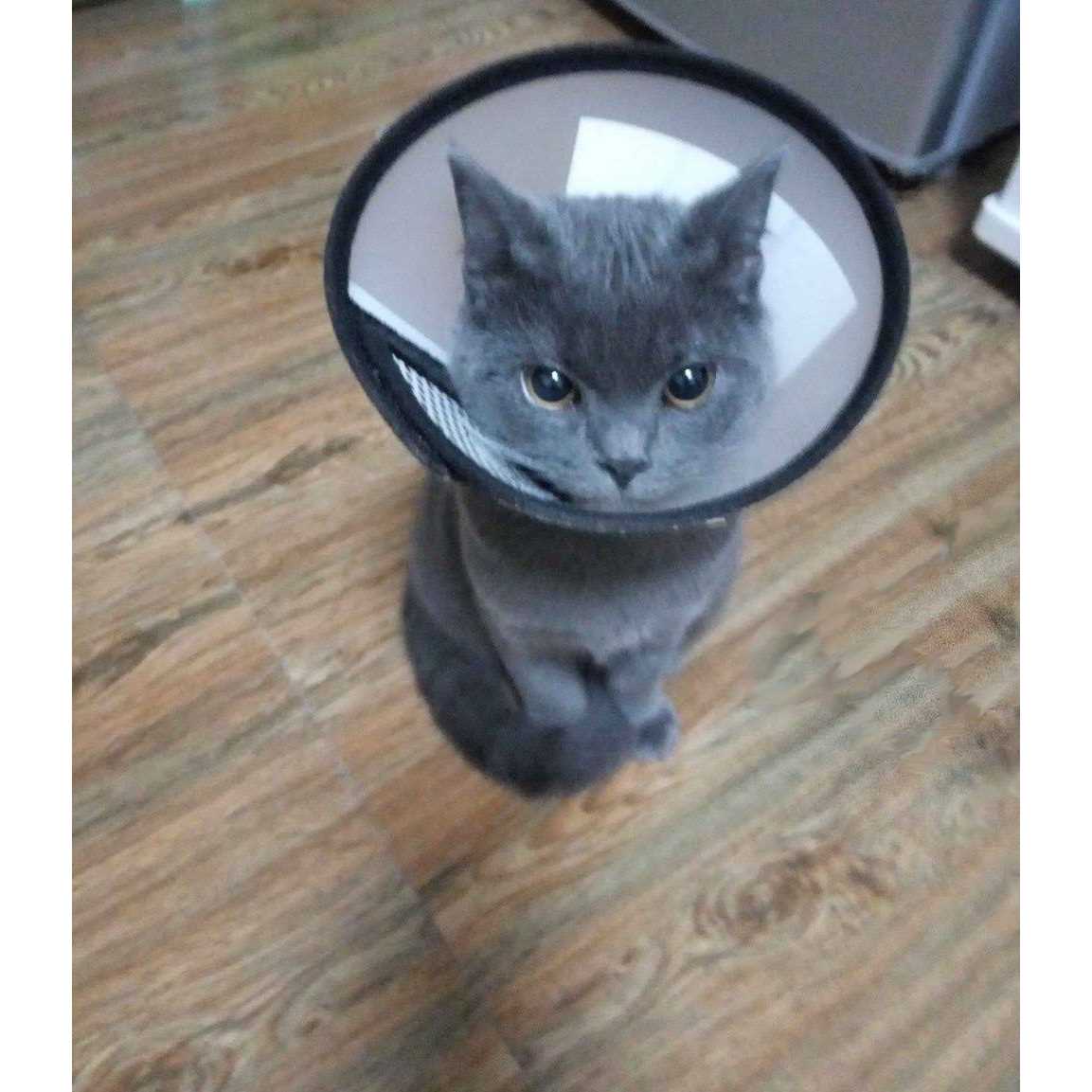 Adjustable Recovery Pet Cone E-Collar F986545