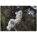 Three Great Horned Owl Chicks in A Tree Poster Print P7644