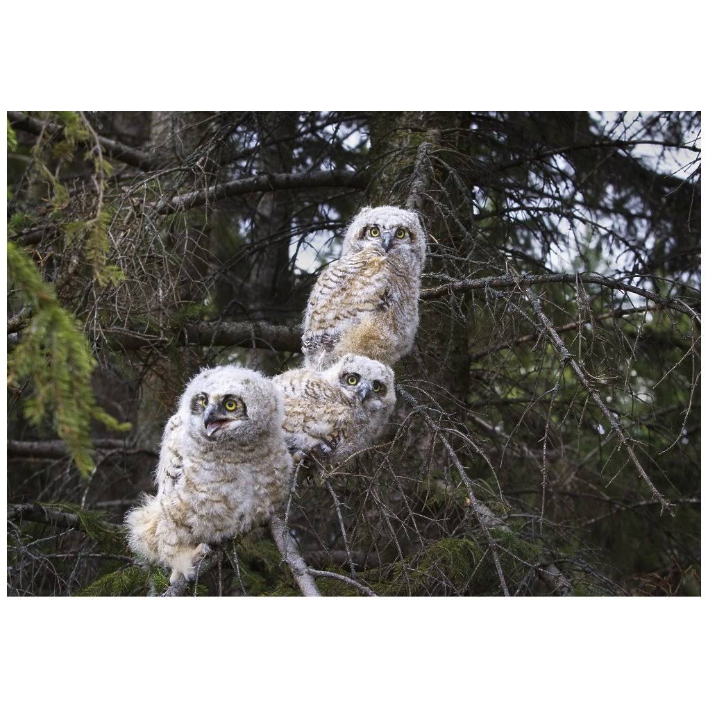 Three Great Horned Owl Chicks in A Tree Poster Print P7644