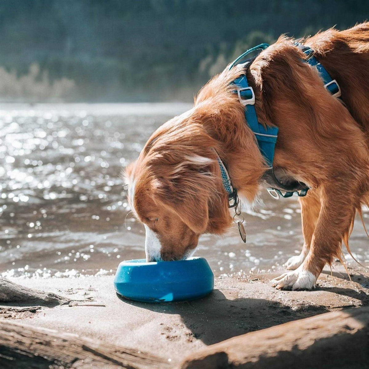 Water Bowl O196
