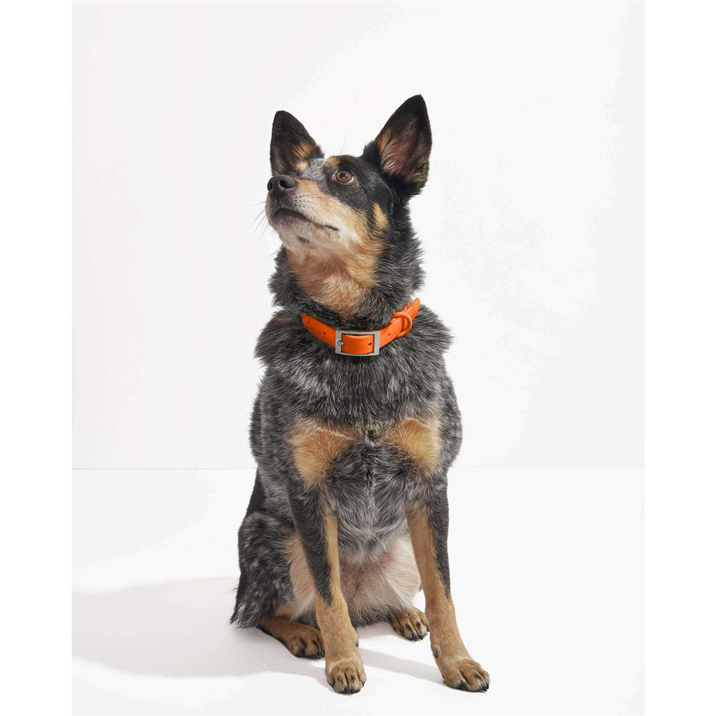 Dog Collar W350