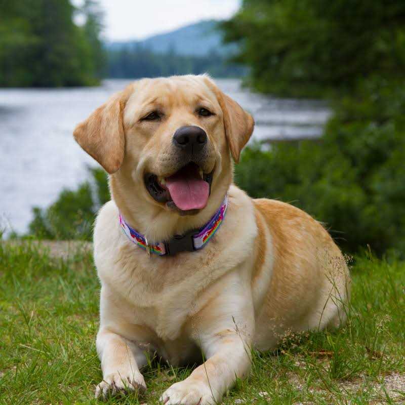 Dog Collar H90524