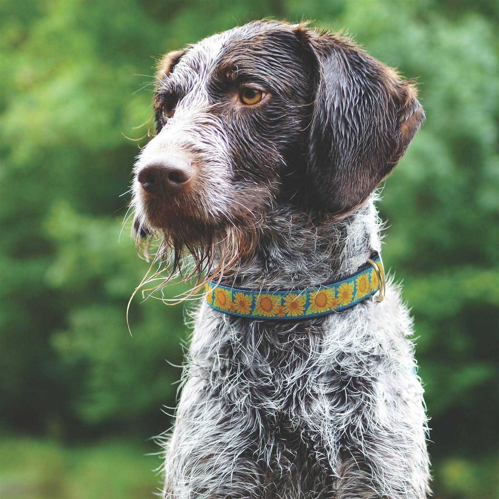Sunflower Dog Collar Y172
