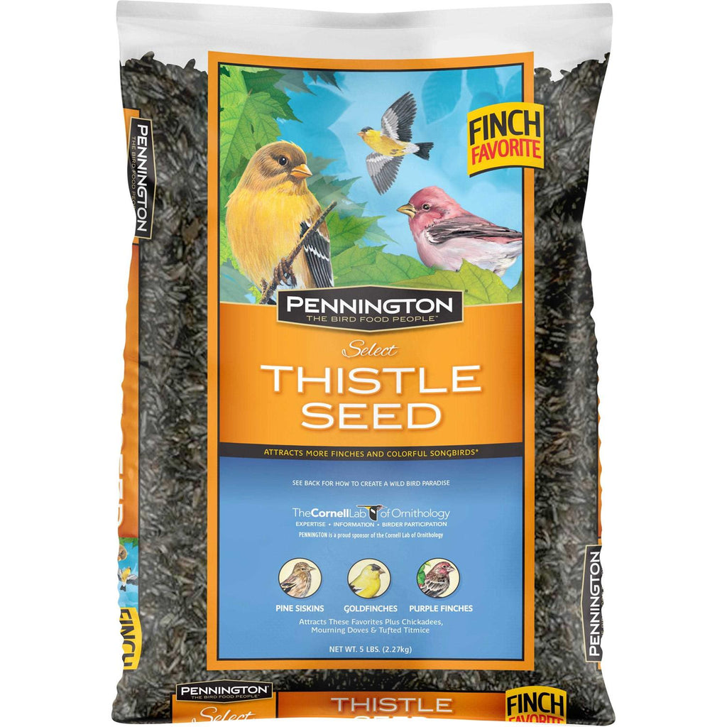 Thistle Seed V41507