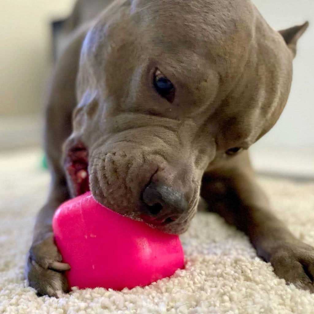Cube Dog Toy G413246
