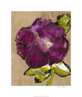 Camellia Giclee Canvas I164978