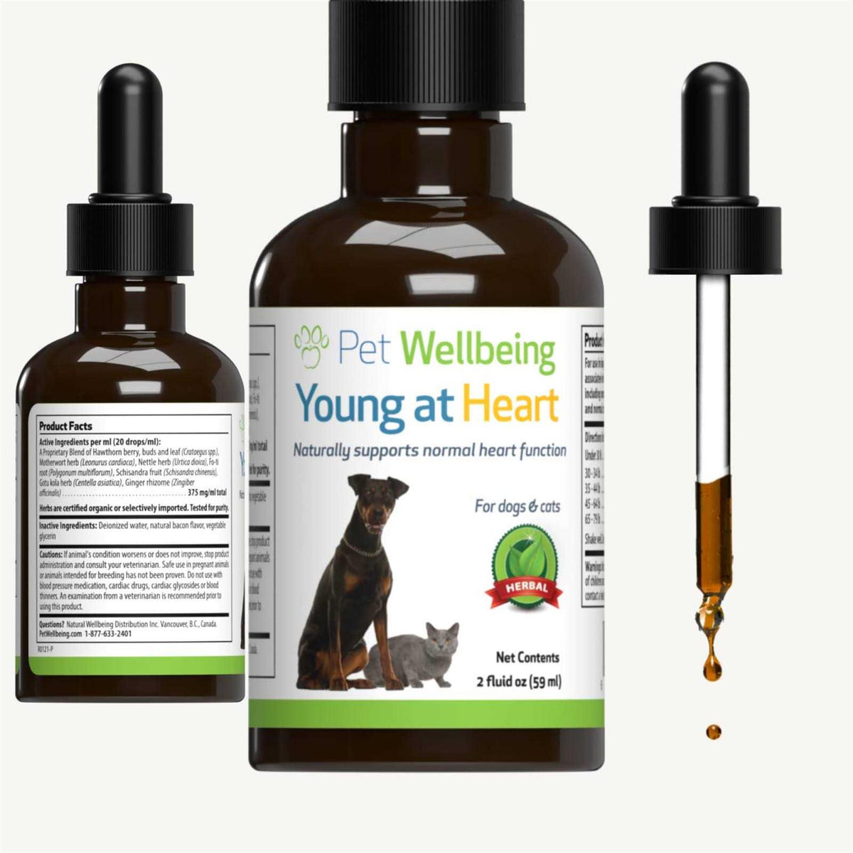 Young at Heart for Cats H2468