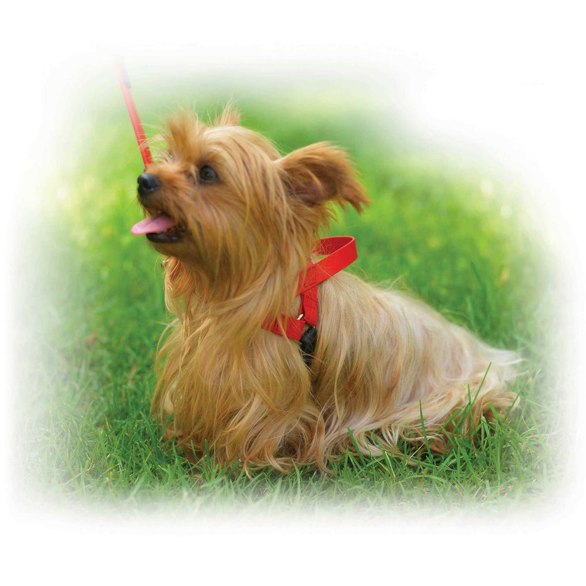 Harness R910163
