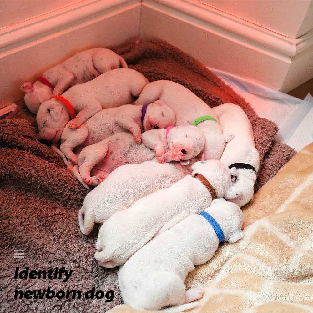 Puppy ID Collars 15 Colors Double-Sided Soft Adjustable N229851